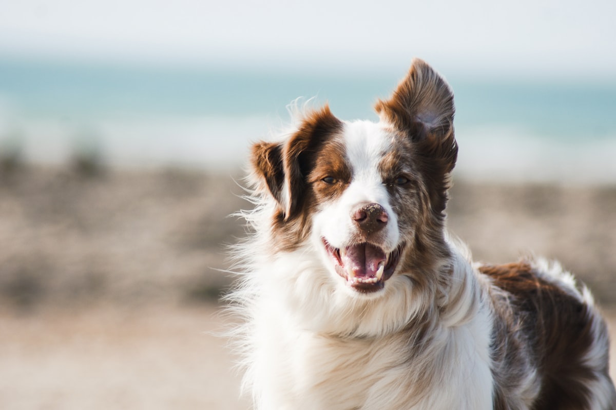 Williams Island Pet-Friendly Living: The Complete Guide for Pet Owners